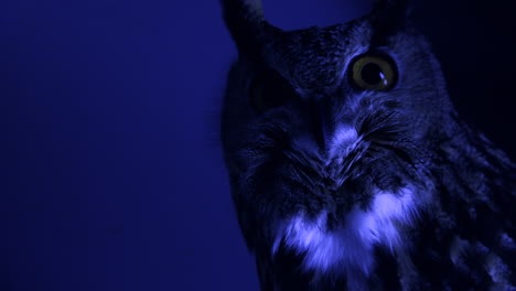 Dark-night-time-owl-looking-around---Eurasian-eagle-owl