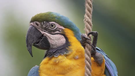Slow-motion-closeup-shot-of-a-Blue-and-Yellow-macaw-hanging-from-a-rope-and-looking-around
