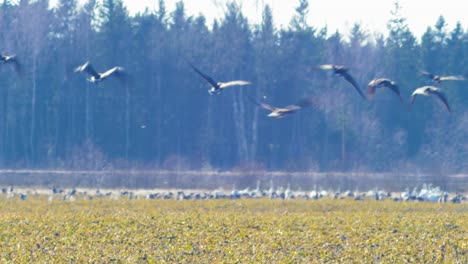 Large-flock-of-bean-goose-feeding-and-having-rest-during-their-transmigration,-taking-off-in-the-air,-agricultural-field,-sunny-spring-day,-heat-waves,-distant-medium-shot