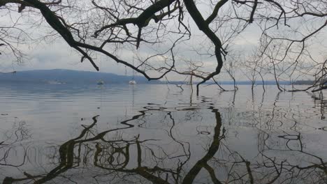 Incredible-reflections-of-tree-branches-immersed-in-lake-water-surface