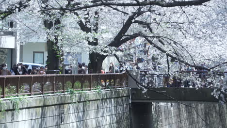 Beautiful-Sakura-Trees-By-The-Meguro-River-In-Tokyo-Japan-In-Spring---wide-shot