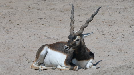 Majestätische-Indische-Antilope-Oder-Antilope-Cervicapra,-Die-An-Sonnigen-Tagen-Im-Sand-Kaut-Und-Liegt