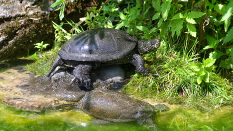 Eine-Gruppe-Schwarzer-Meeresschildkröten-Ruht-Am-Ufer-Eines-Natürlichen-Grünen-Sees-In-Der-Wildnis,-Nahaufnahme