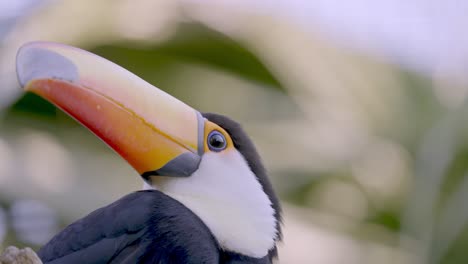 Close-Up-of-a-Ramphastos-Toco-Bird-with-its-Beautiful-Long-Orange-Beak-with-a-Forest-Background