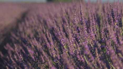 Closeup-on-Lavender-field-purple-flower-at-summer