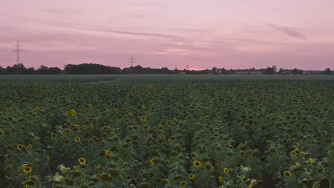 Sunflowers-at-sunset---smooth-flight-over-a-wide-field-of-blooming-sunflowers-in-the-light-violet,-authentic-twilight