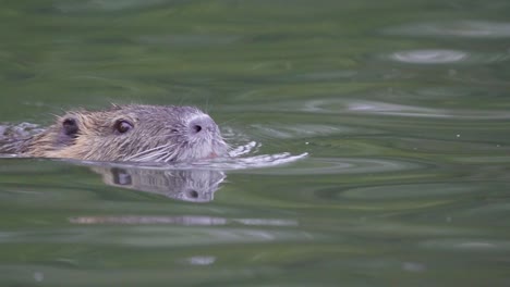 Close-up-of-an-adult-coypu-swimming-peacefully-on-a-pond-searching-for-food