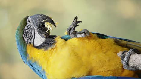 An-Ara-Ararauna-Perched-Eating-Food-with-its-Claw-with-Beautiful-Yellow-Plumage