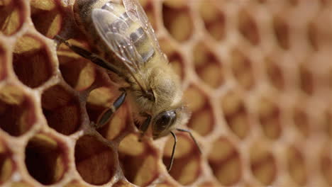 BEEKEEPING---Worker-bee-stands-around-honeycomb-in-a-beehive,-detail-shot