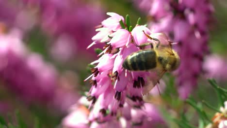 Slowmotion-Macro-of-wild-bee-pollinating-pollen-of-pink-flower