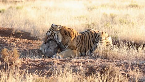 Warthog-struggles-slightly-as-golden-Bengal-Tiger-bites-down-on-neck