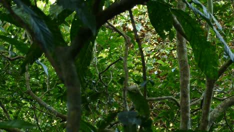 Pájaros-Exóticos-Volando-Y-Moviéndose-A-Través-De-Las-Ramas-De-Los-árboles,-En-Un-Bosque-Tropical-Panameño