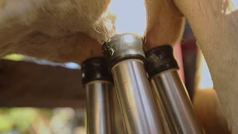 Modern-milking-machine-extracting-milk-from-a-dairy-cow's-udders,-close-up-shot