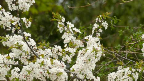 Magnoliensängervogel-Springt-In-Blühenden-Apfelbaumzweigen,-Statische-Ansicht