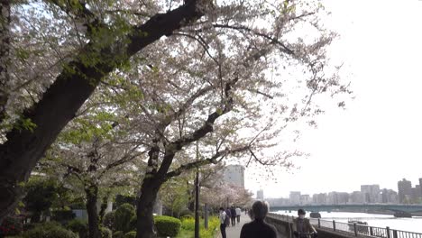 Langsames-Abwärtskippen-Enthüllt-Sakura-Bäume-Mit-Menschen,-Die-Spazieren-Gehen