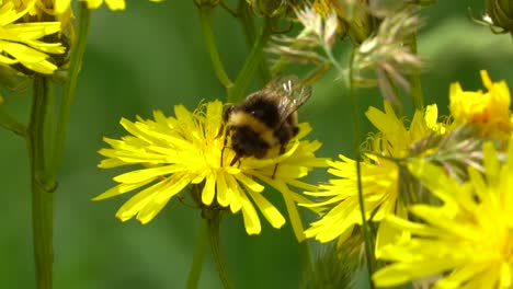 Close-up:-Bumblebee-On-Dandelion-Flower-Working-in-Nature-during-Spring-Season