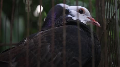 Close-up-of-wild-pigeon-with-black-body-and-white-head,caught-in-cage