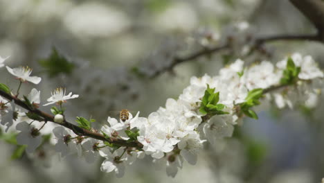 Honey-bee-pollinates-plum-blossom-on-tree-in-spring,-close-up-shot