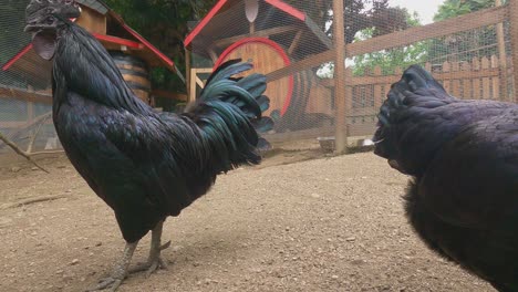 Ayam-Cemani-Hermoso-Gallo-Negro-Y-Pollo