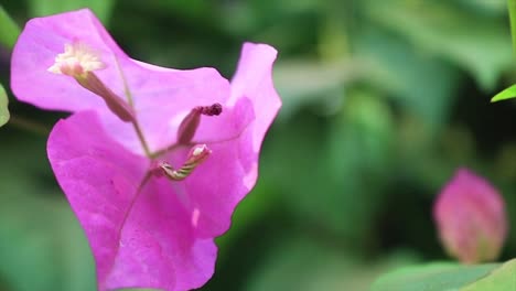 Bougainvillea-Rosa-Blume-Schwankt-Im-Wind,-Magentafarbene-Papierblume,-Die-Für-Bonsai-Verwendet-Wird,-Nahaufnahme
