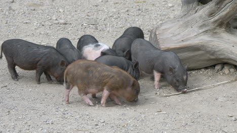 Close-up-of-cute-piglets-family-foraging-for-food-in-soil-ground-at-farm