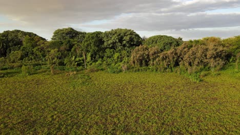 Aerial-pan-of-green-swamp-and-forest,-Costanera-Sur-Ecological-Reserve