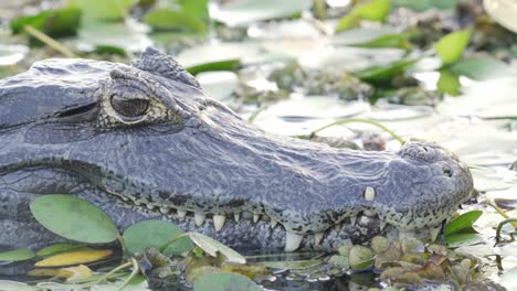 Exotic-lizard-like-appearance-and-carnivorous-habitat,-wild-yacare-caiman-floating-on-the-water-surrounded-by-various-swampy-vegetations,-wildlife-close-up-shot-during-daytime-at-ibera-wetlands