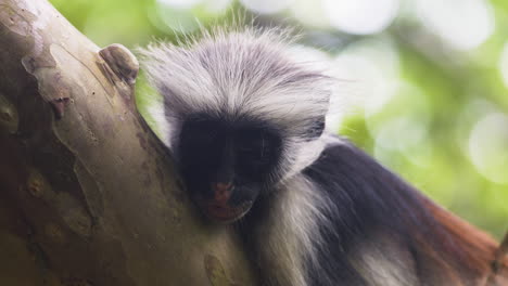 Close-up-shot-of-Zanzibar-red-colobus-monkey-sleeping-on-tree-branch