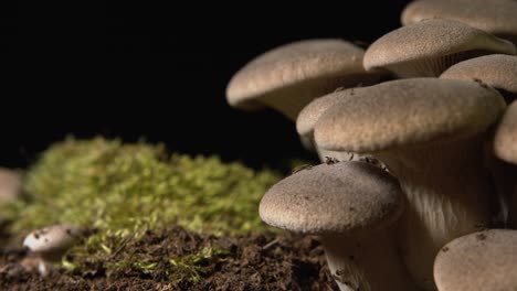 Rack-focus-close-up-of-brown-homegrown-Cardoncelli-mushrooms-on-black-background