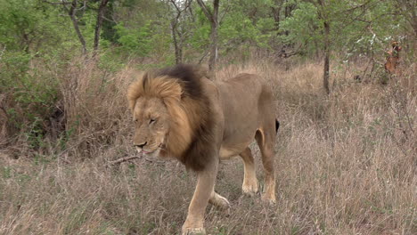 A-male-lion-on-the-move-during-the-day-in-the-Greater-Kruger-National-Park