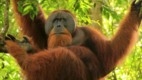 Observant-Sumatran-Orangutan-hanging-onto-branch-in-Sumatra,-Indonesia---Low-angle-medium-close-up-shot
