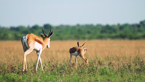 Mother-Springbok-With-Its-Baby-On-The-Grass-In-Central-Kalahari-Game-Reserve-In-Botswana---wide-shot