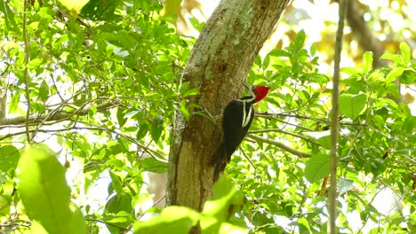 Pileated-woodpecker-with-red-head-pecking-trunk-tree