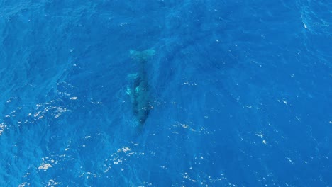 Mutter-Und-Kalb-Buckelwale-Schwimmen-Unter-Der-Meeresoberfläche-In-Hawaii