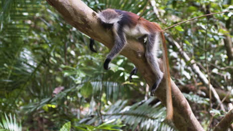 Sleeping-Zanzibar-red-colobus-monkey-on-branch,-looking-as-if-dead