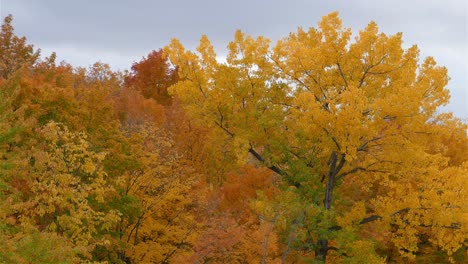 Bäume-Mit-üppigem-Gelbem-Laub-Während-Der-Herbstsaison-Im-Wald