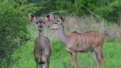 Dos-Hembras-De-Kudu-Mayor-En-El-Bosque-De-Khwai-En-Botswana,-Sudáfrica