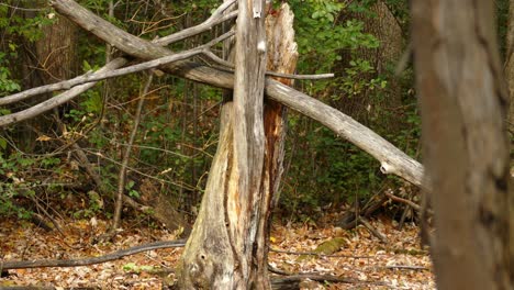 Static-shot-capturing-fallen-tree-branch-breakage-with-damage-tree-trunk-in-deciduous-environment