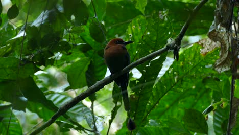 Blue-crowned-Motmot,-momotus-momota,-Panama