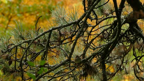 Beautiful-autumn-landscape-with-cute-little-wrens-passerine-birds-perched-on-pine-tree,-hopping-from-one-tree-branch-to-another-against-rich-autumnal-colors-background