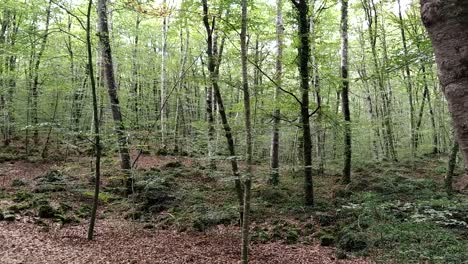 beech-forest-in-Girona,-called-the-Fageda-d´en-Jorda,-typical-place-of-Catalonia