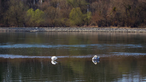 Two-white-swans-swim-in-the-water-in-the-Rhine-near-Karlsruhe