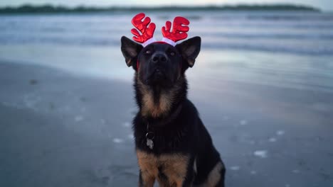 Happy-german-shepherd-dog-with-festive-horns-on-the-beach