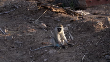 Vervet-monkey-in-a-Kenyan-national-park