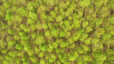 Early-autumn-in-forest-aerial-top-view