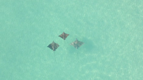 Aerial:-Three-Spotted-Eagle-Rays-swim-in-clear-shallow-sea-water