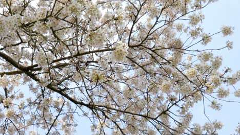 Ein-Blühender-Baum-Im-Frühling-Vor-Blauem-Himmel