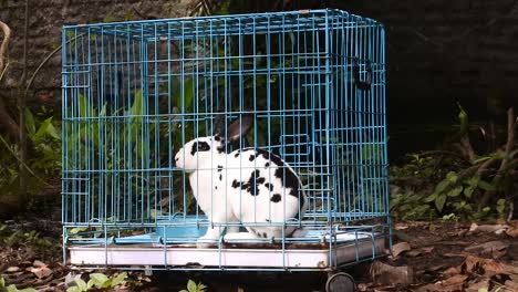 Rabbit-in-a-blue-iron-cage
