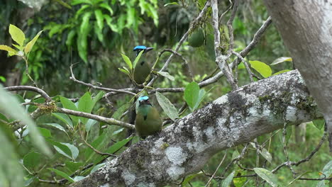 Ein-Paar-Andiner-Motmot-Vögel-Sitzt-Im-Avocadobaum-Im-Peruanischen-Dschungel