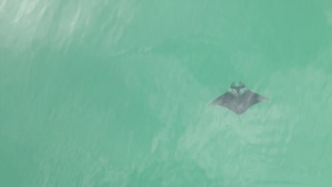 Overhead:-Manta-Ray-slowly-swims-bottom-to-top-on-right-side-of-frame
